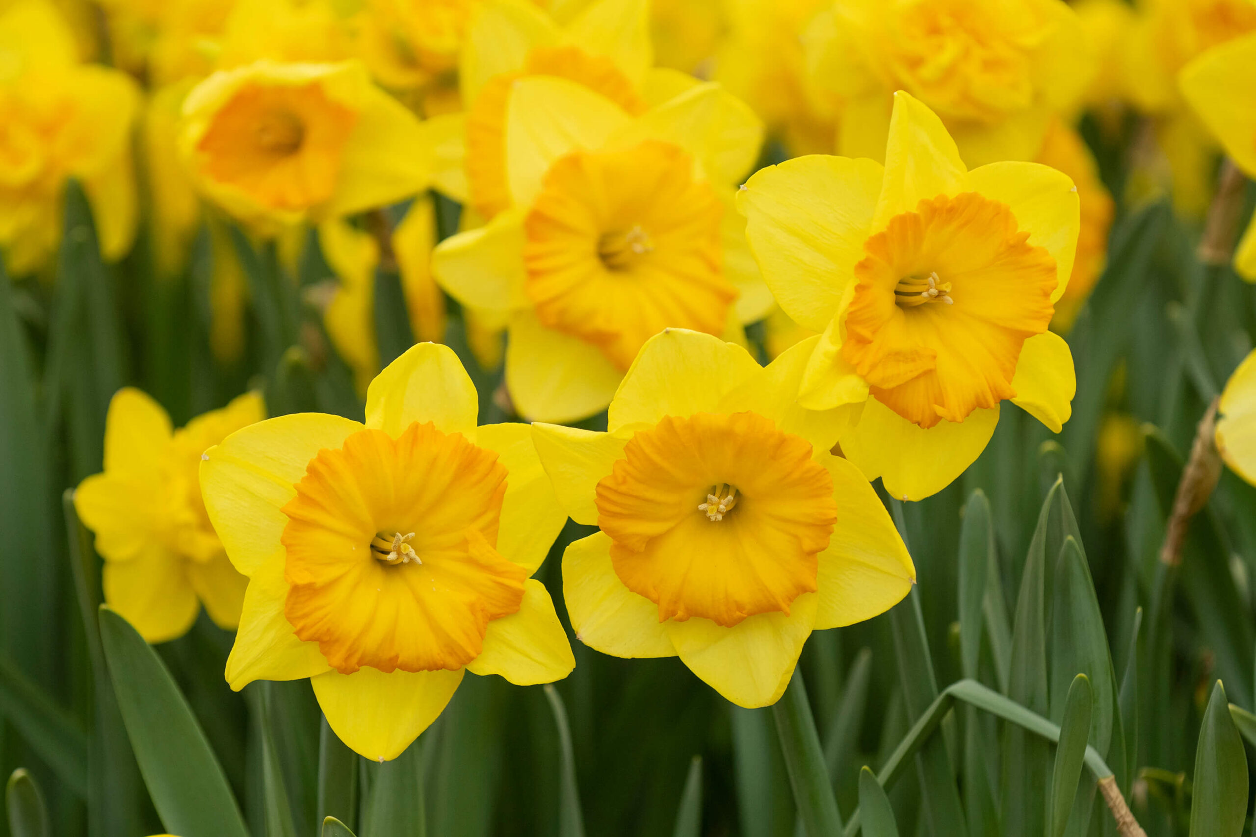 2019 Bloom CaitlinHarris DSC3205 scaled