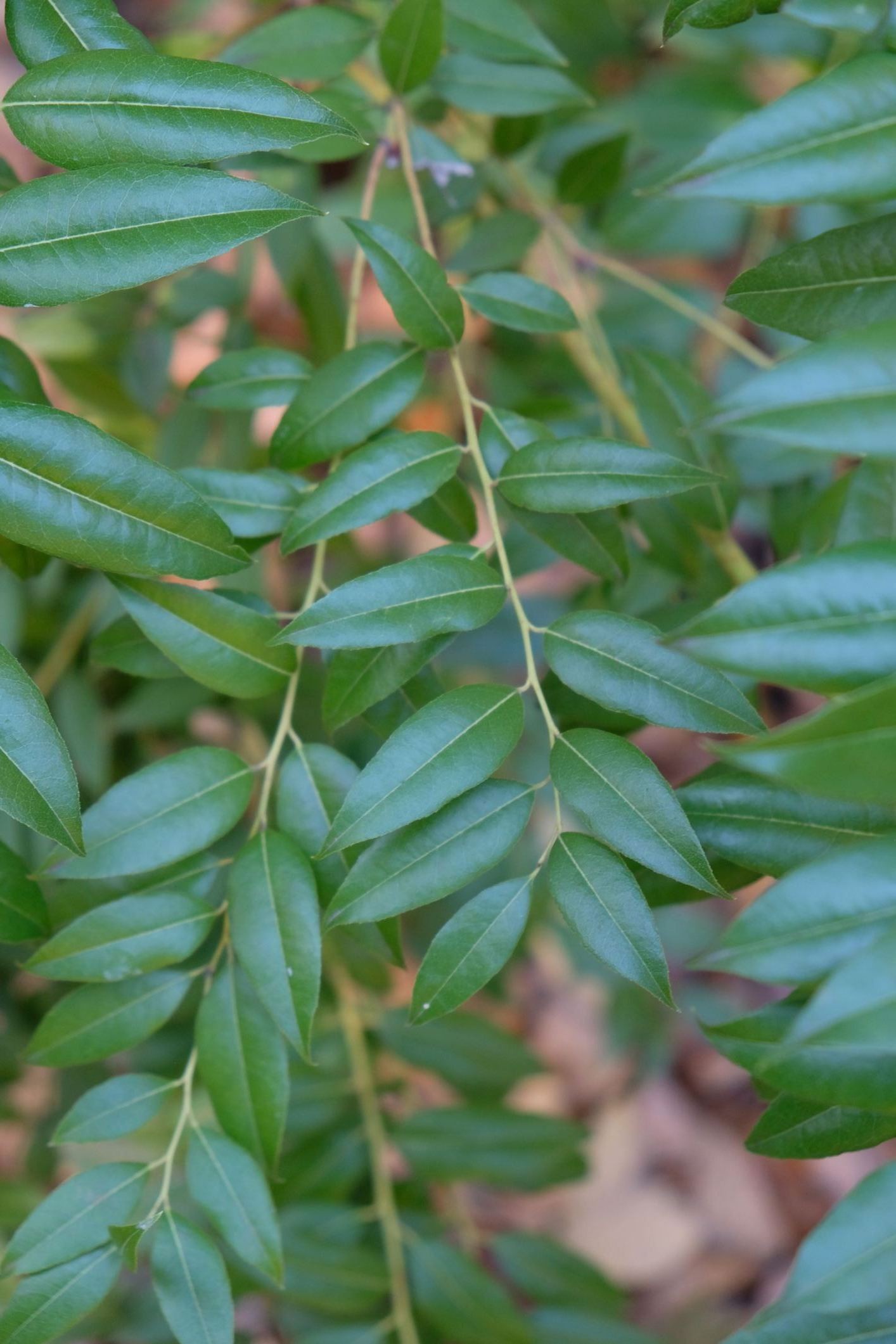 Agarista populifolia