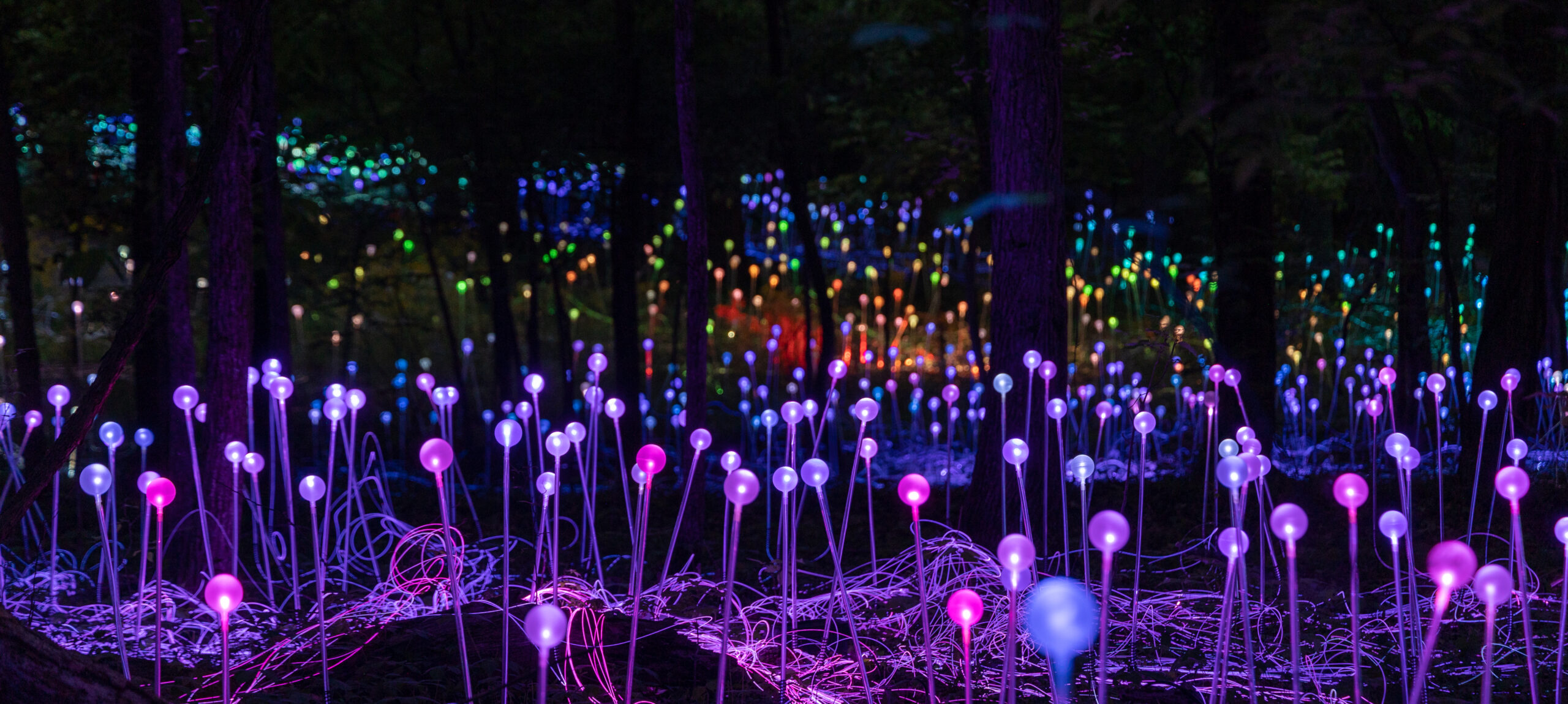 Bruce Munro, (British), Forest of Light, Cheekwood, 1992, On loan from Bruce Munro Studio. © 2023 Bruce Munro. Photographer Serena Munro. #130