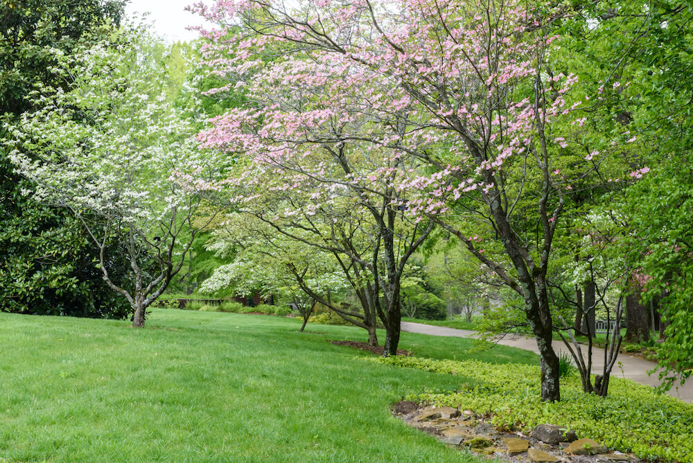 Carell Dogwood Garden