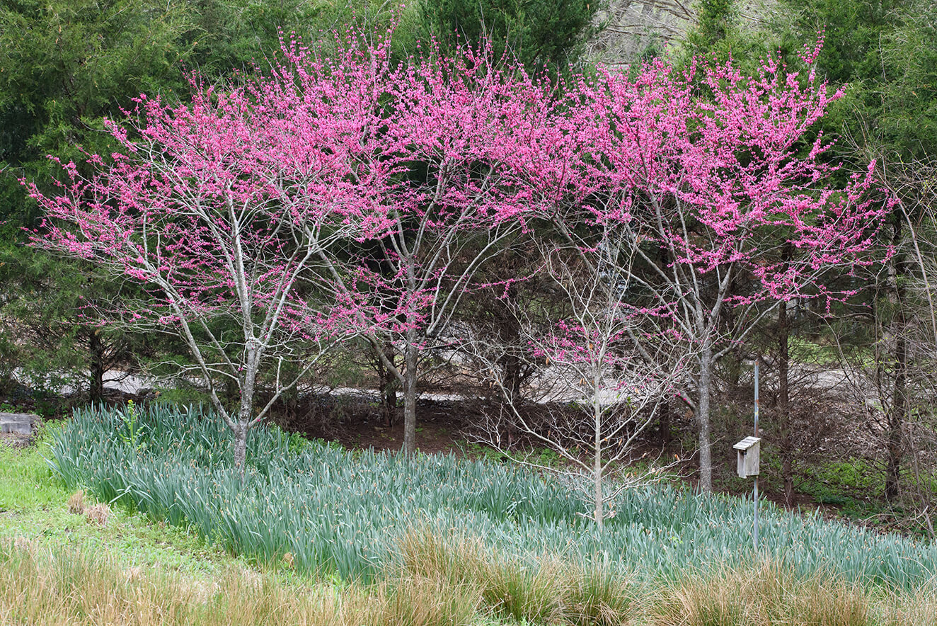 Cercis 20200330 ABruckse 001 2