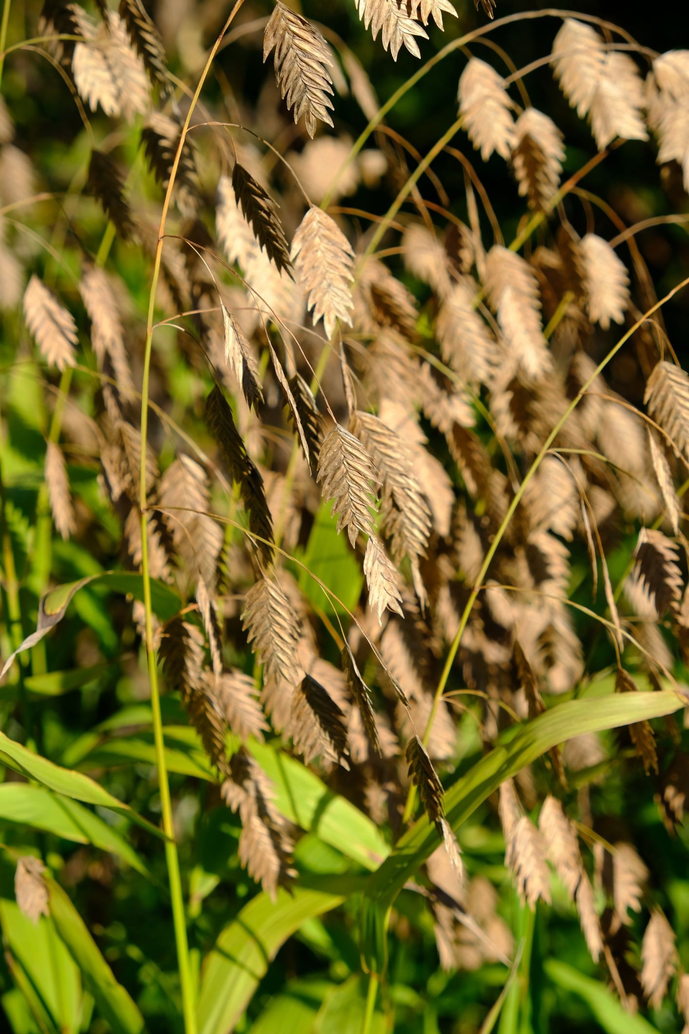 Chasmanthium latifolium
