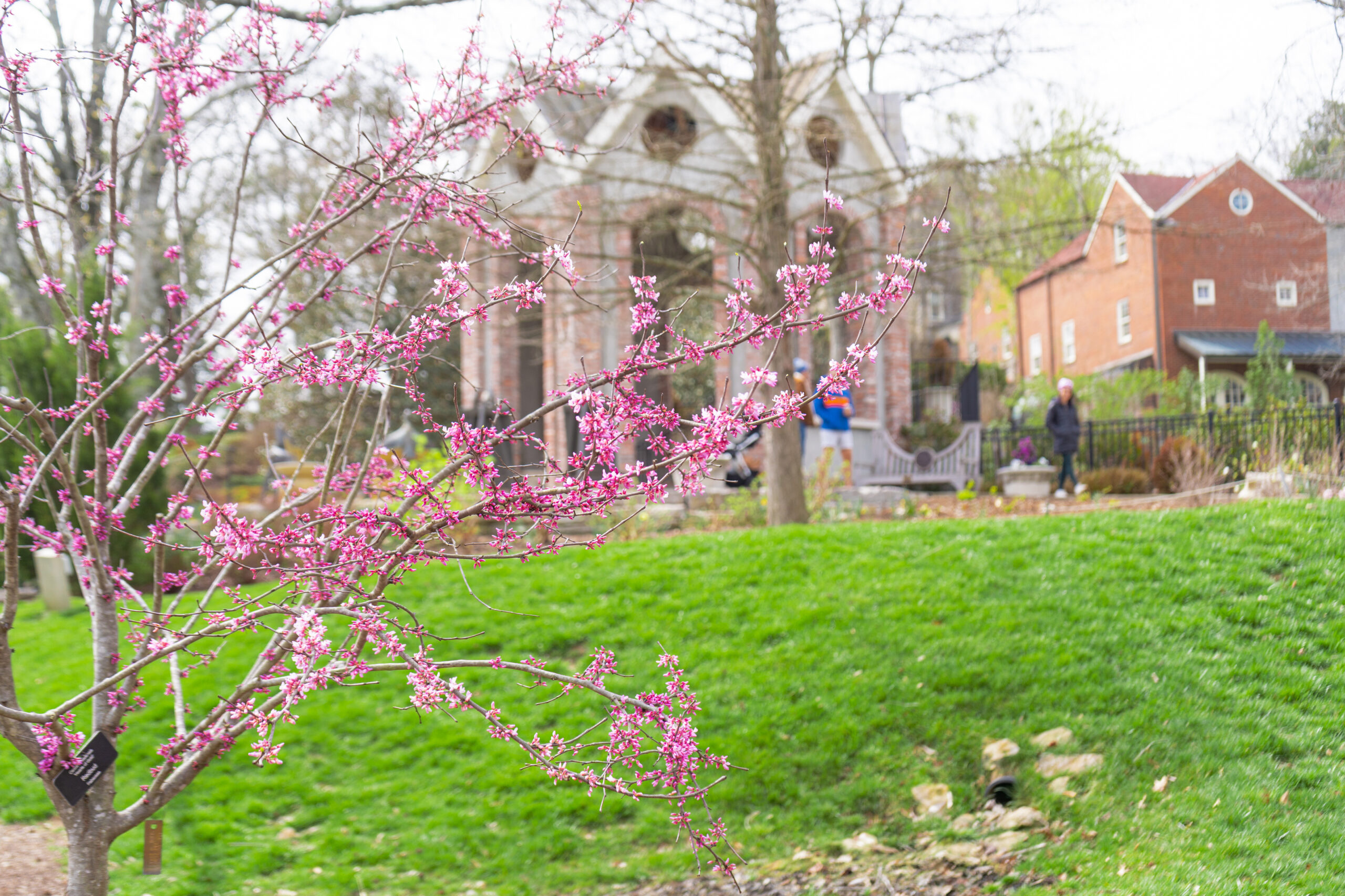 Cheekwood in Bloom- 006- 3kw