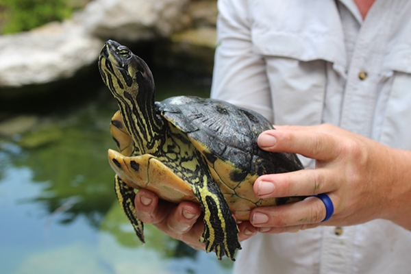 Cheekwood Turtle