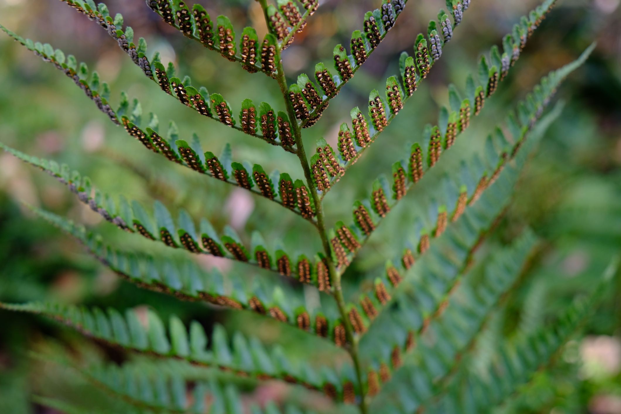 Dryopteris erythrosora