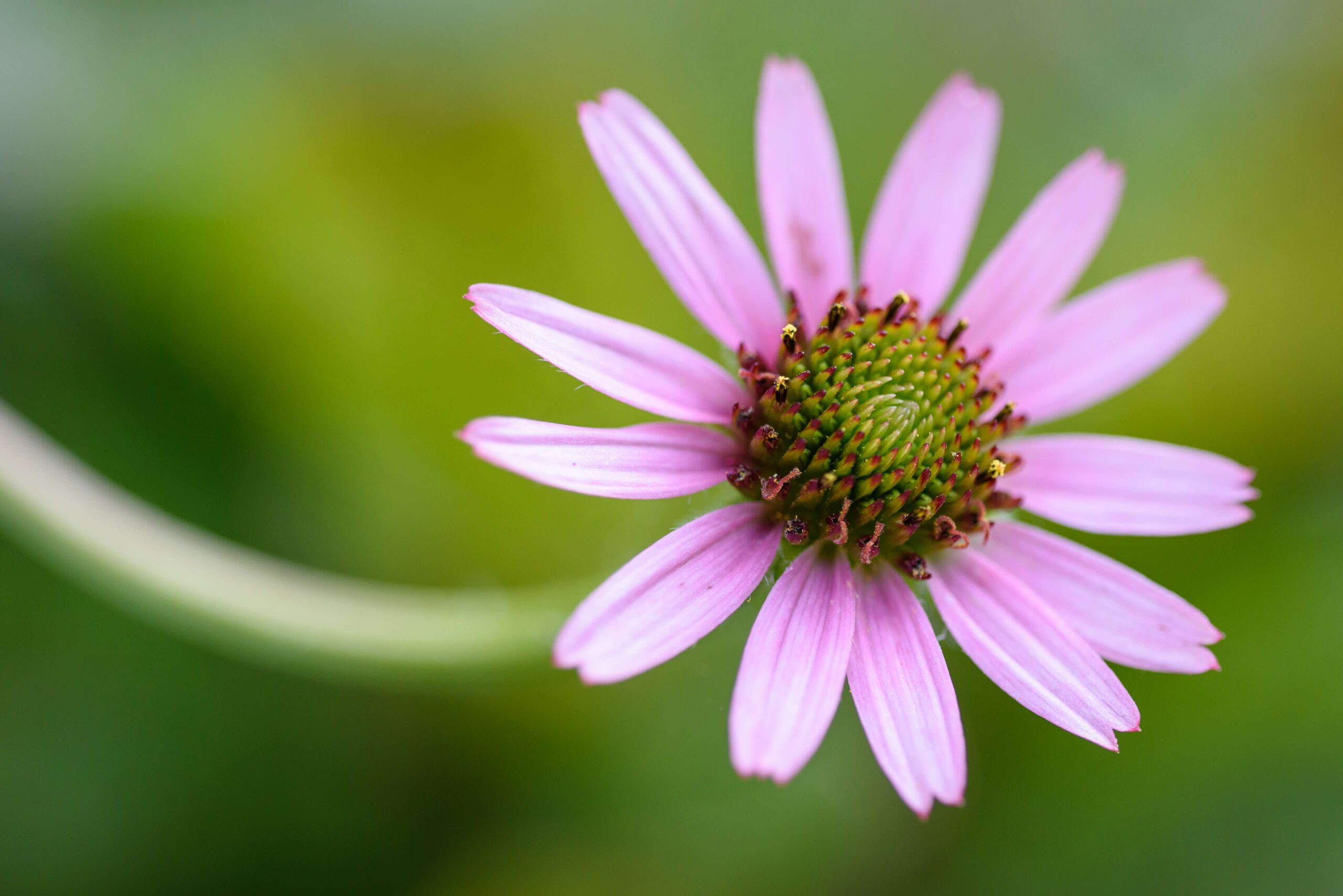 Echinacea TN 20180620 ABruckse 002 Copy scaled