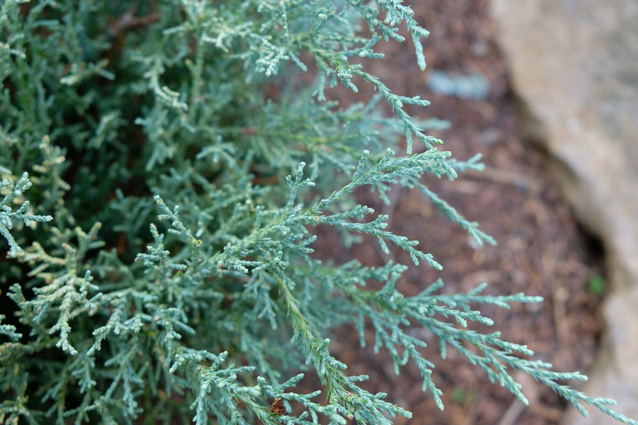 Juniperus chinensis 'Angelica Blue'