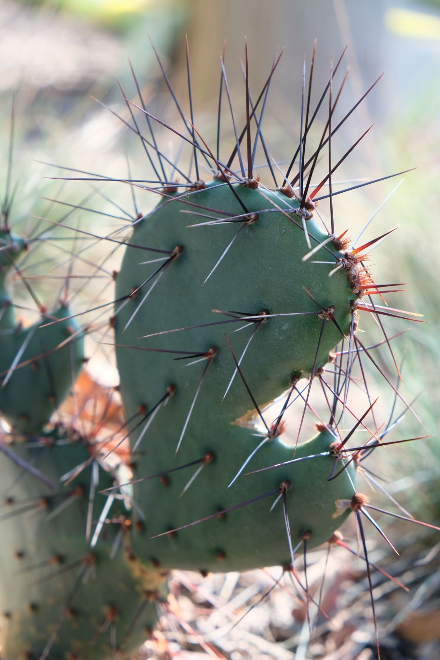 Opuntia macrocentra