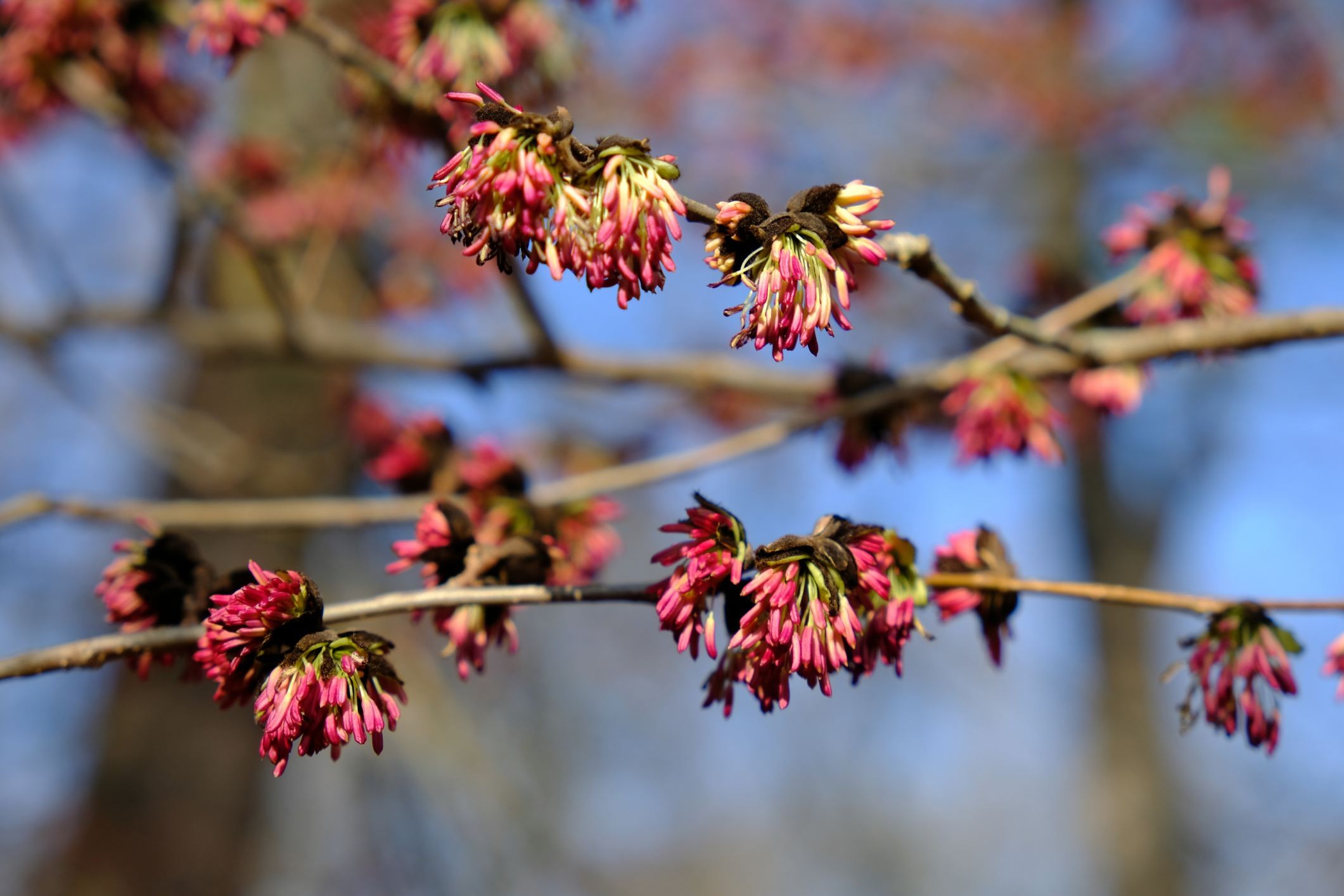Parrotia persica