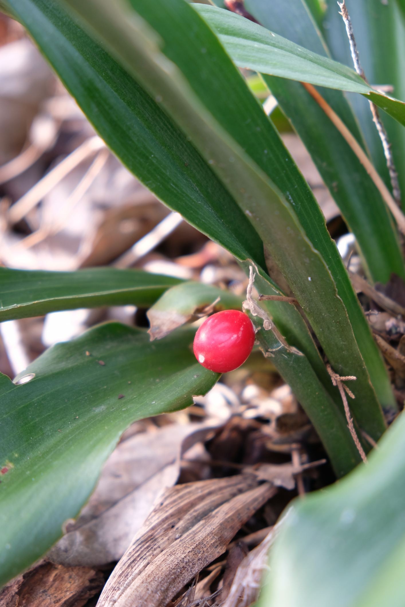 Rohdea japonica