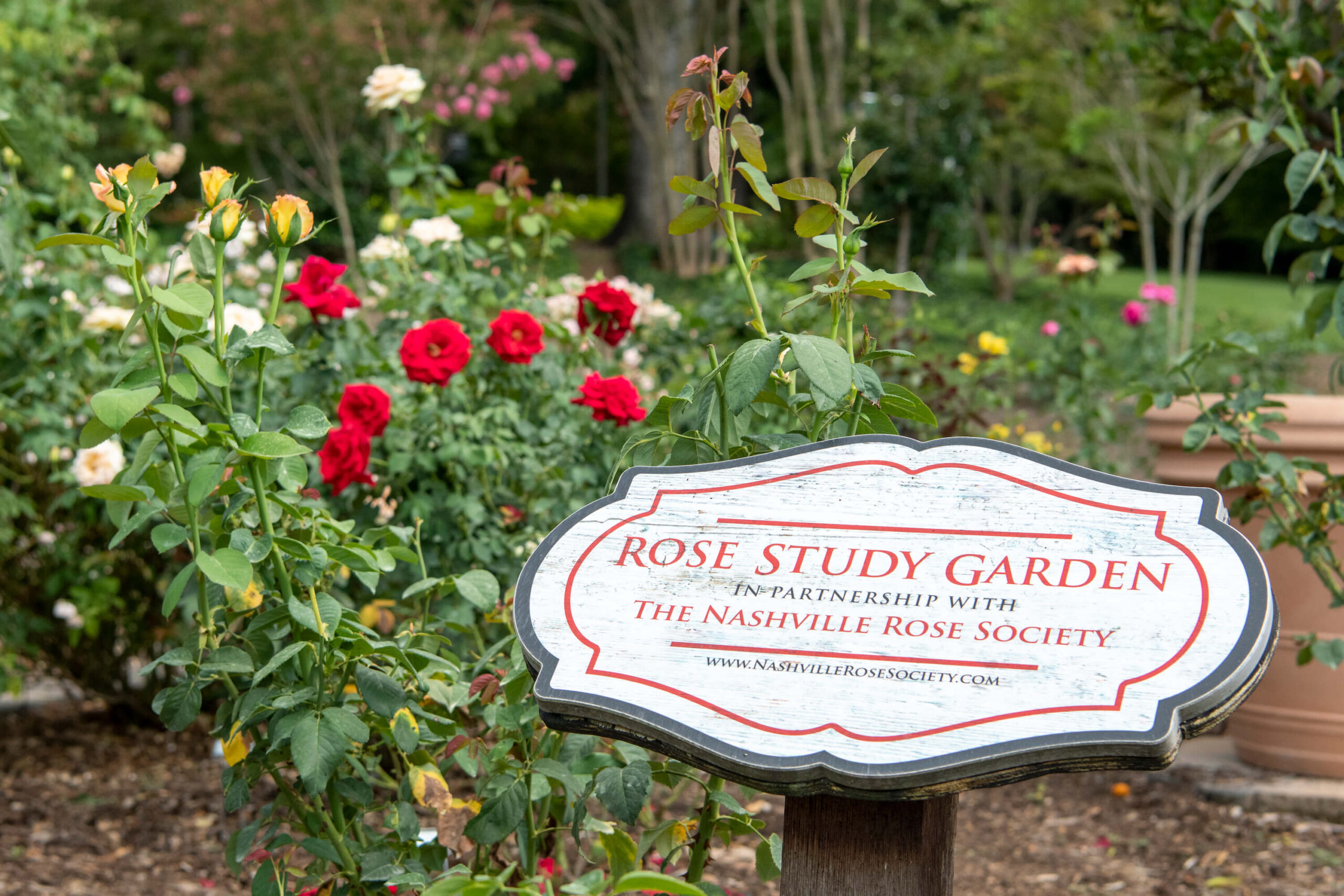 Rose Study garden 2019August Summer DSC2632 1 scaled