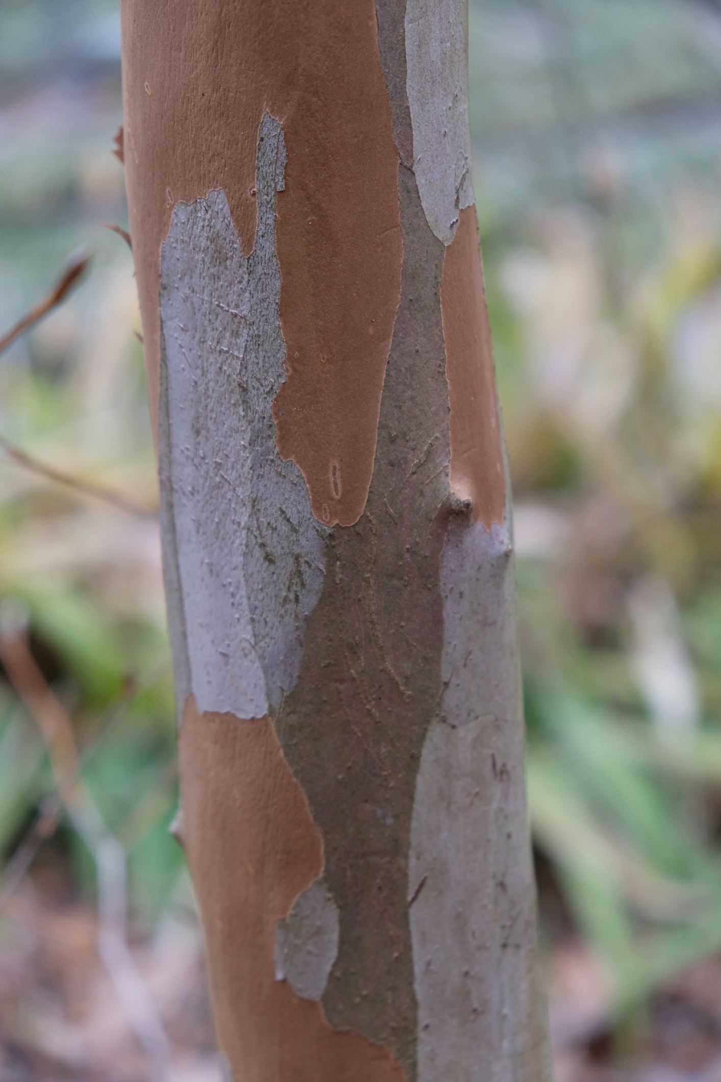 Stewartia pseudocamellia