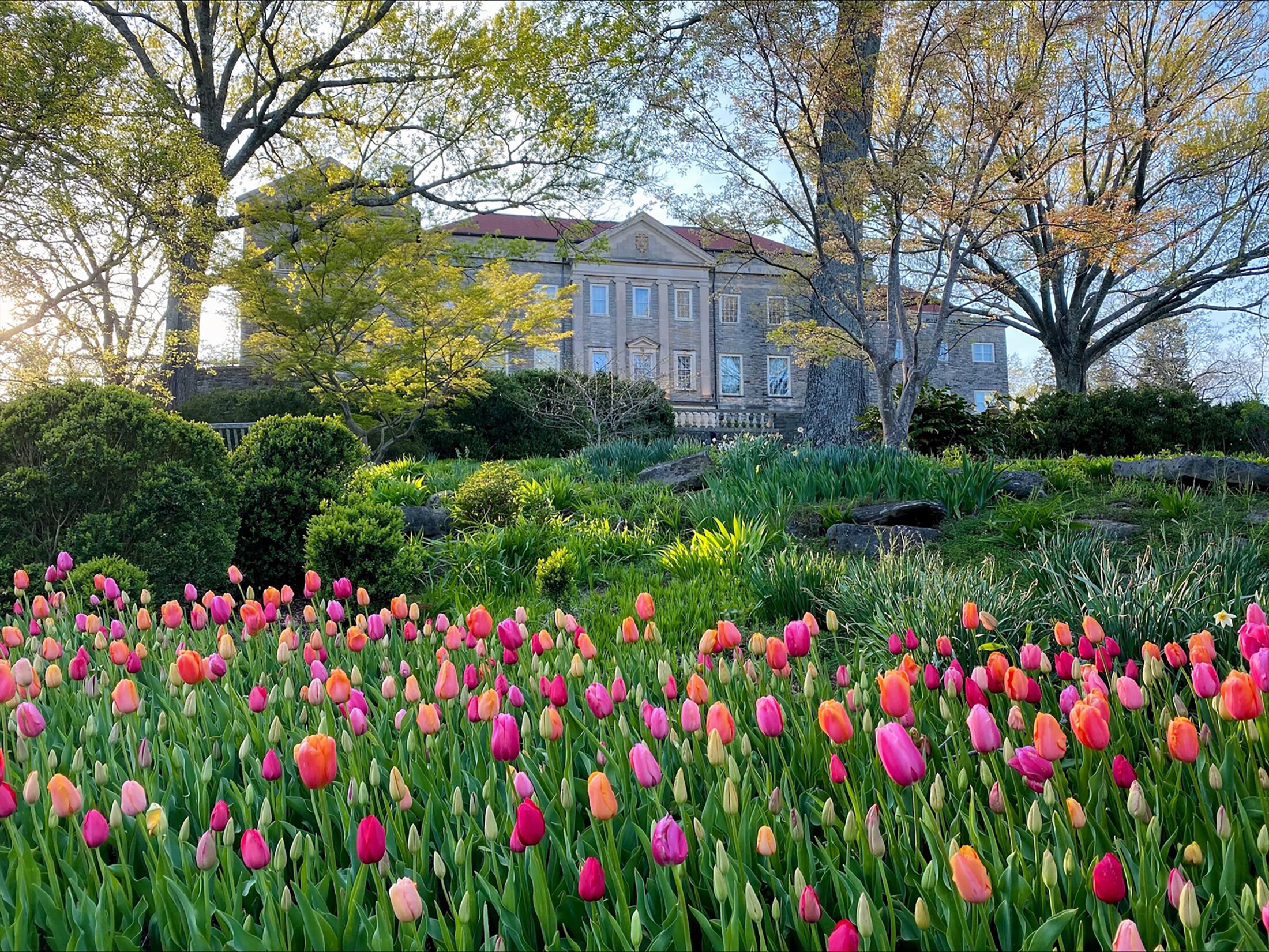 TulipsinfrontofMansion