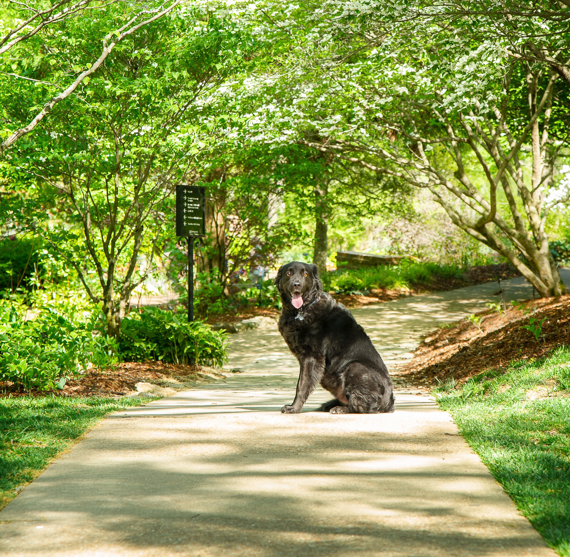 Cheekwood Dog -Revised