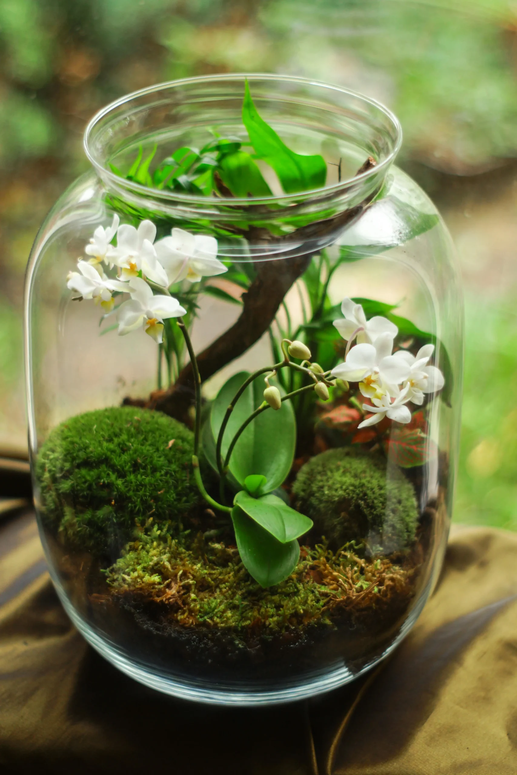 orchids-terrarium-katarzyna-modrzejewska